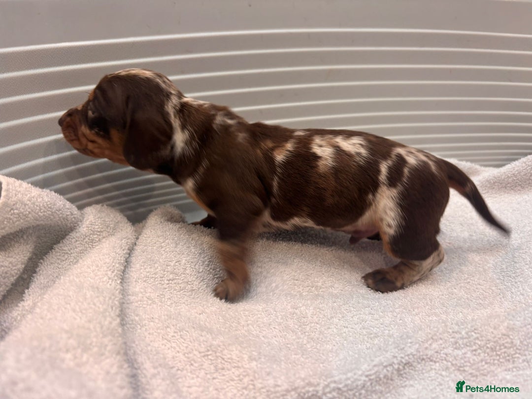 Miniature Dachshund dogs for sale: Mini Dachshund  - Image 6