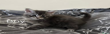 Maine Coon Kitten 2