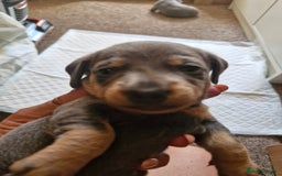 Miniature Dachshund dogs for sale: Miniture dashhound blue and tan - Image 12