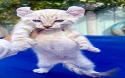 Bengal cats for sale: Gob smacking rare kittens  - Image 20