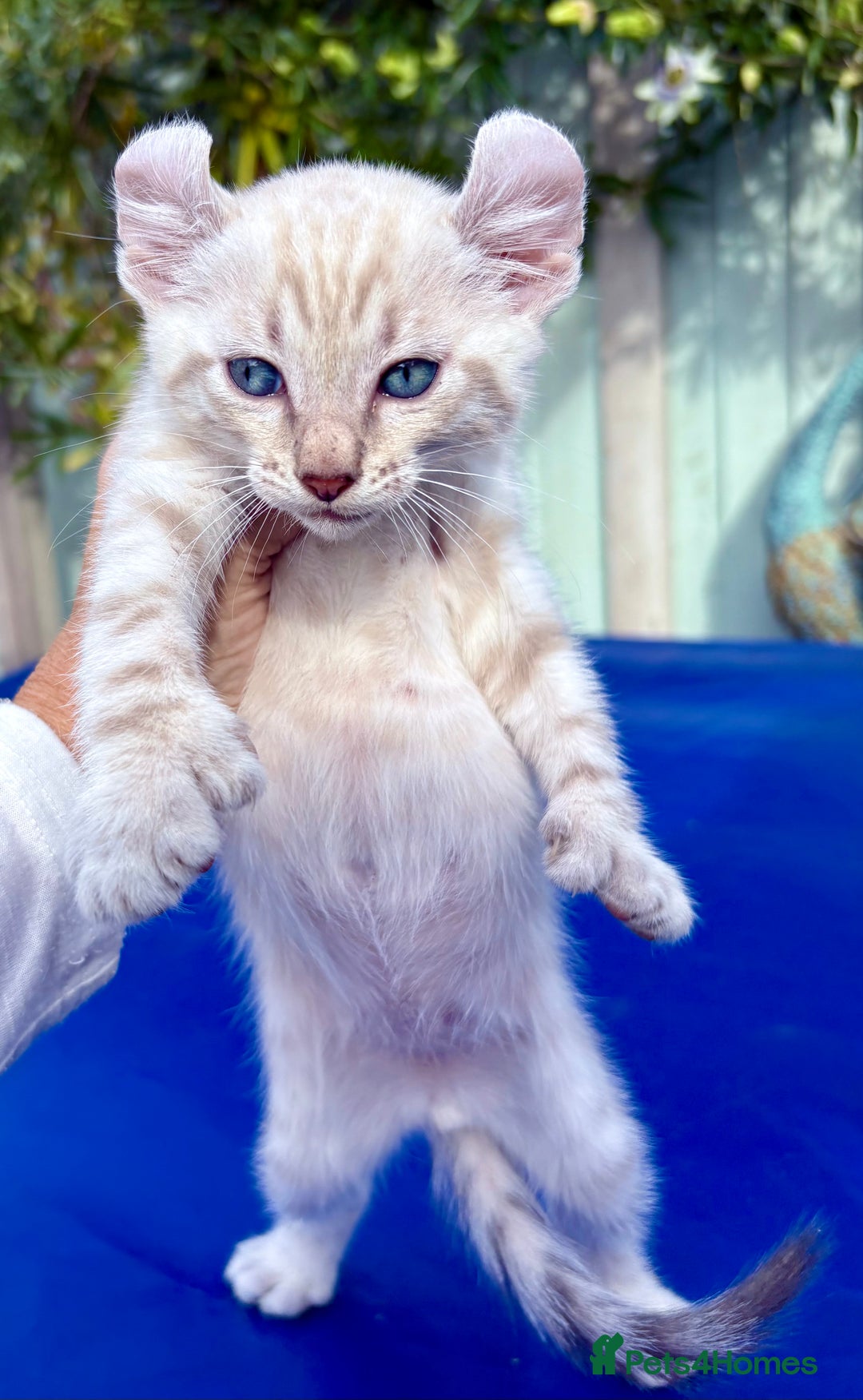 Bengal cats for sale: Gob smacking rare kittens  - Image 20
