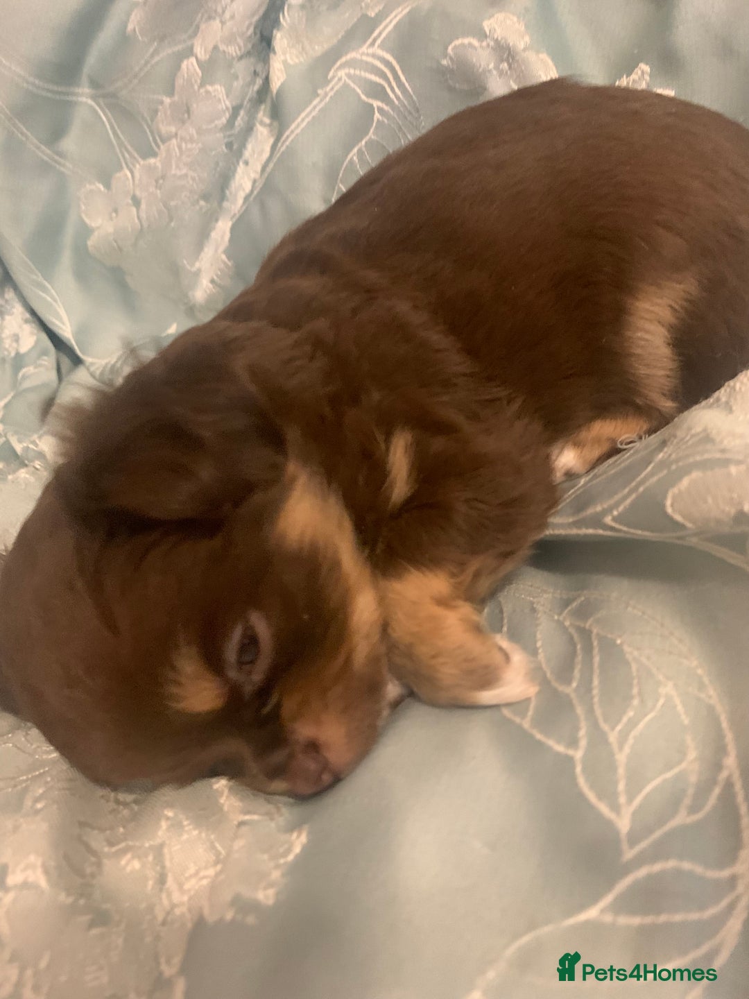 Chihuahua dogs for stud: My handsome boy for stud russian import in Durham - Advert 10