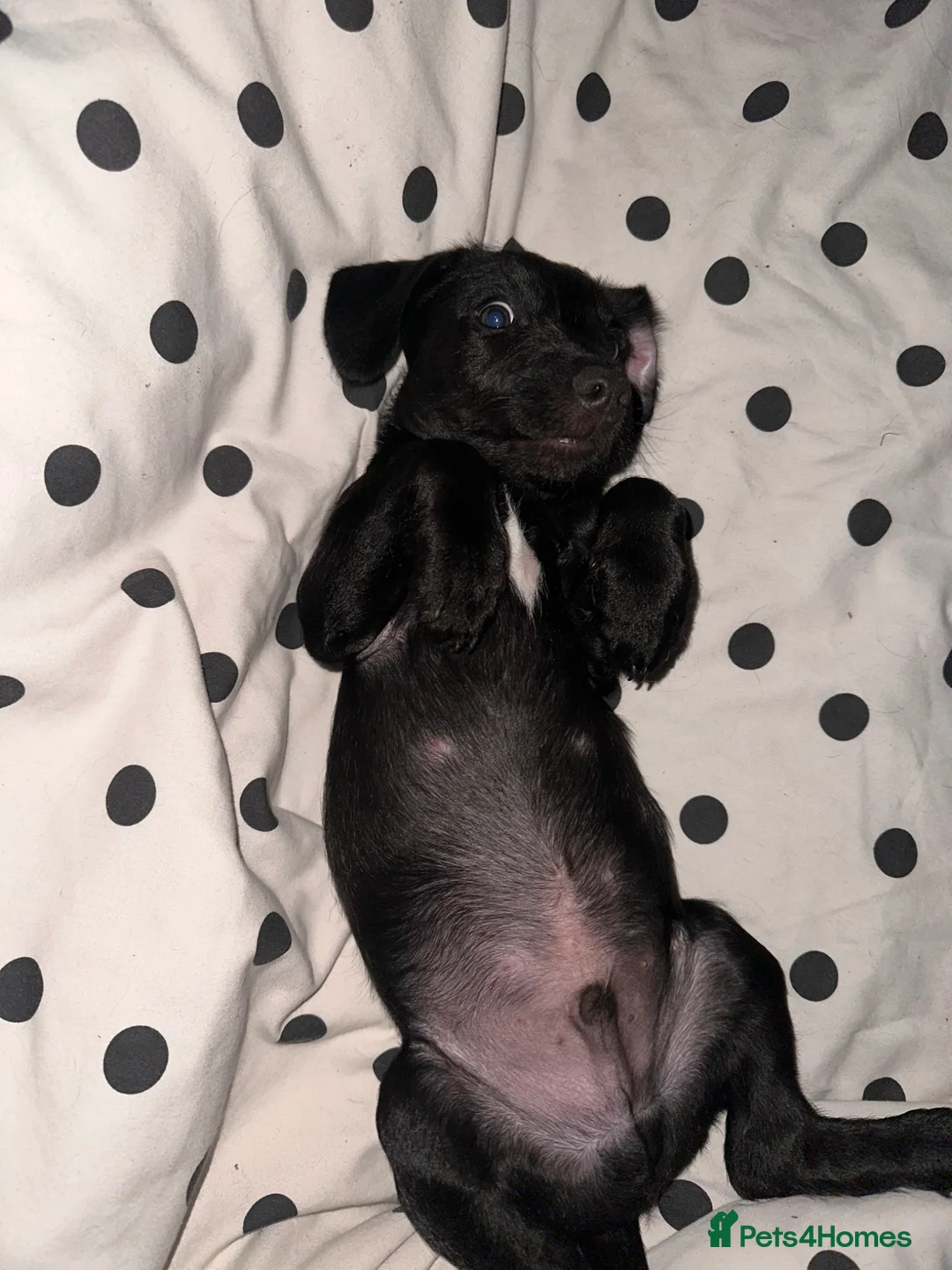 Patterjack dogs for sale: Patterjack Male - Advert 10