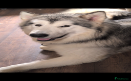Alaskan Malamute dogs for sale: Giant Alaskan Malamute boy - Image 3