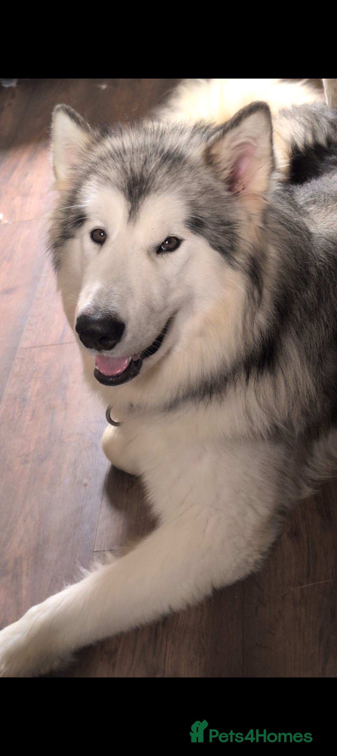 Alaskan Malamute dogs for sale: Giant Alaskan Malamute boy - Image 3