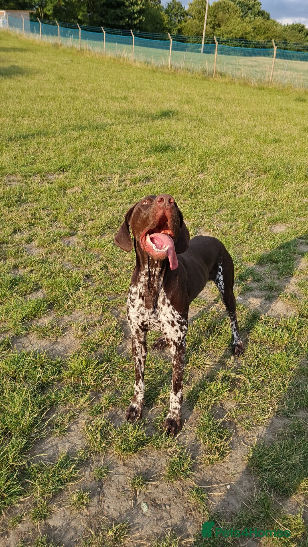 German Shorthaired Pointer dogs for stud: Parker is for Stud - Advert 2