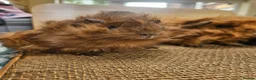 Guinea Pig rodents for sale: Mum and 2 daughters guinea pigs - Advert 3