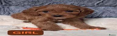 Cavapoo 2