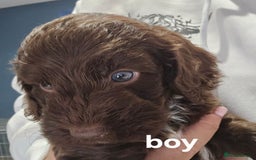 Cockapoo dogs for sale: Champion Line 🏆 F1 Miniature Cockapoo Puppies - Image 3