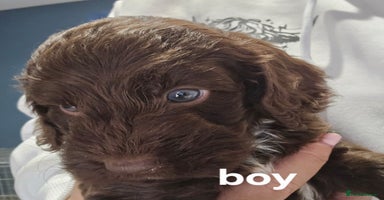 Cockapoo dogs - Advert 2