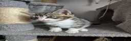 Domestic Shorthair cats for sale: Beautiful black and tabby babies  - Advert 5
