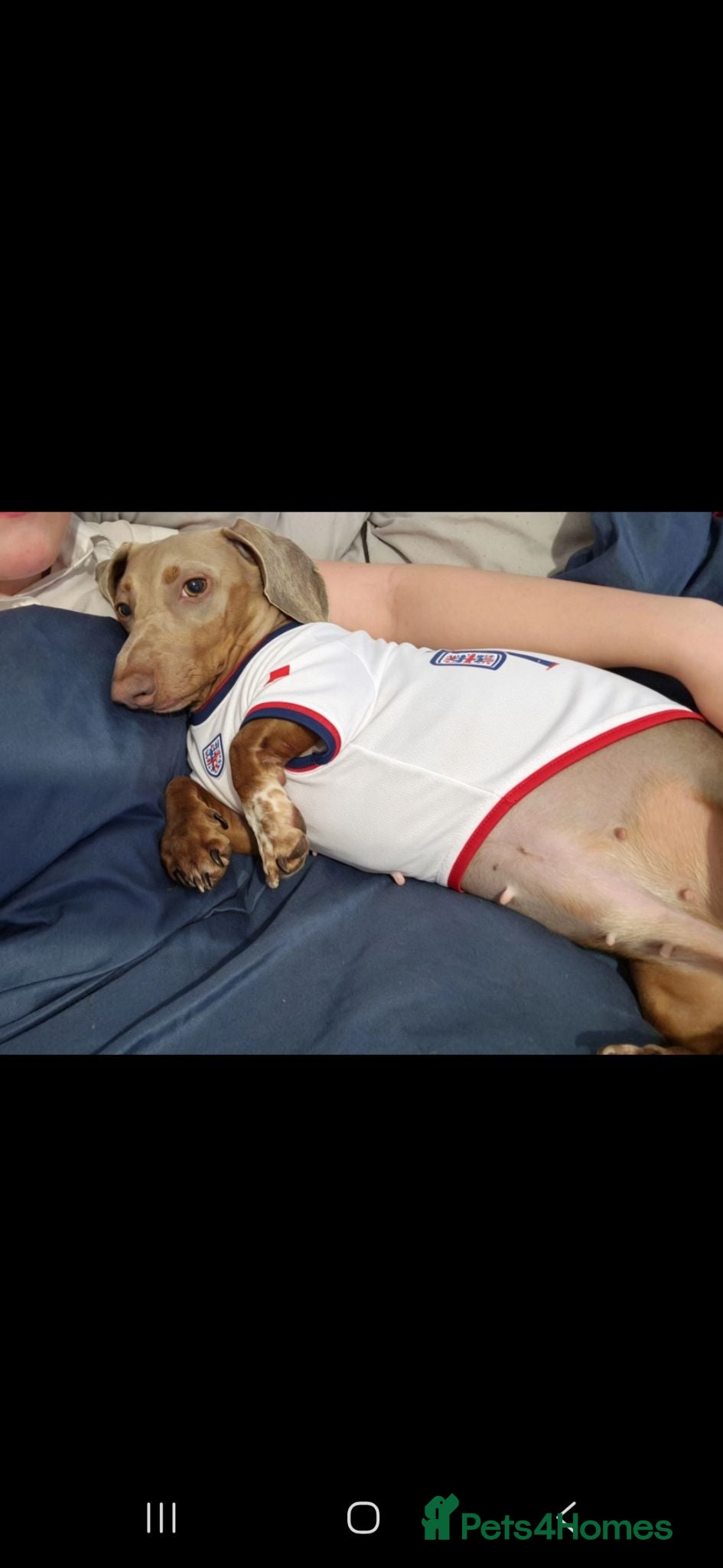 Dachshund dogs Lexi and Loaf - Advert 9