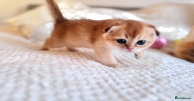 Scottish Fold cats - Advert 4