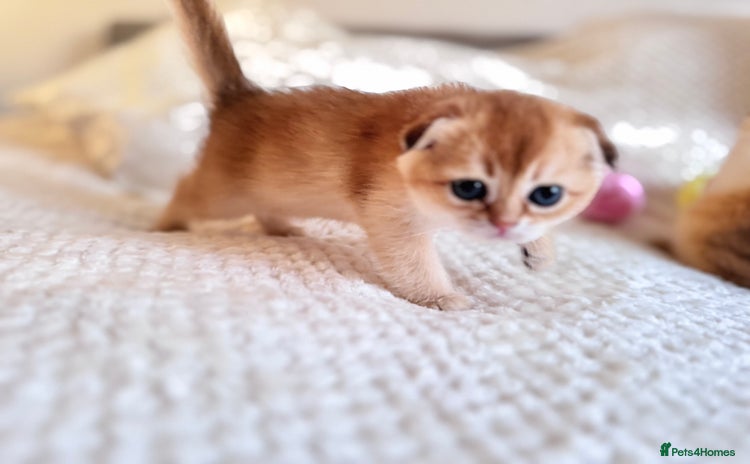 Scottish Fold cats - Advert 10