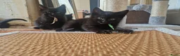 Mixed Breed cats for sale: Four kittens for sale. in Blackpool - Advert 12