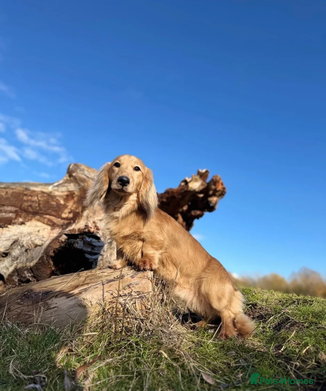Miniature Dachshund dogs for sale: Shaded Cream Miniature Dachshund in Bishop's Stortford - Advert 2