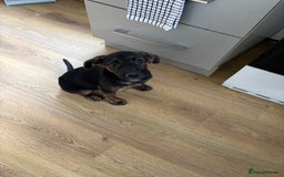 German Shepherd dogs for sale: Female King Dutch shepherd  - Image 1