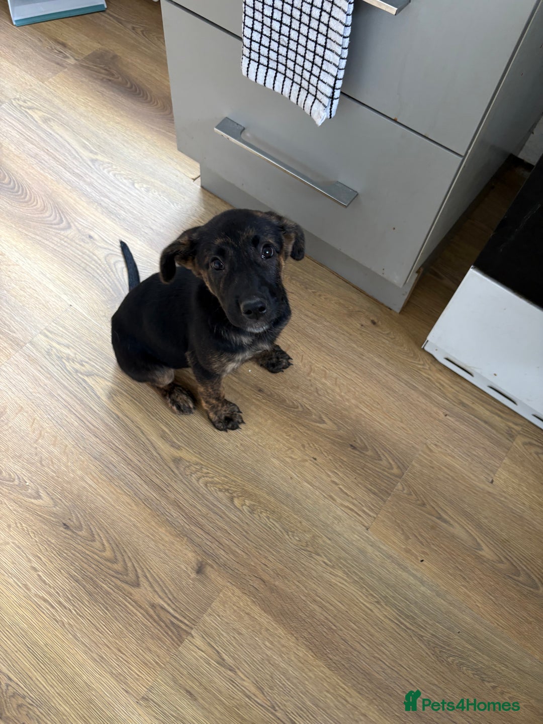 German Shepherd dogs for sale: Female King Dutch shepherd  - Image 1