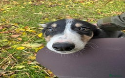 Border Collie dogs for sale: Two collie dog pups  - Image 1