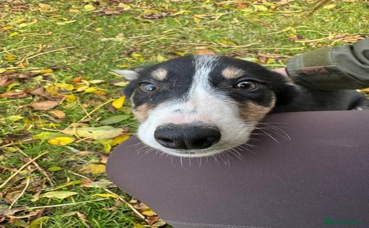 Border Collie dogs - Advert 1