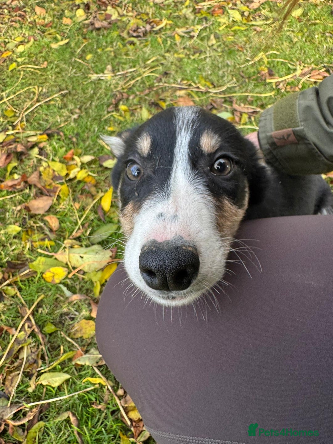 Border Collie dogs for sale: Two collie dog pups  - Image 1