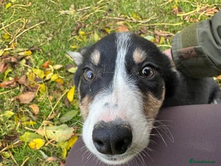 Border Collie dogs - Advert 5