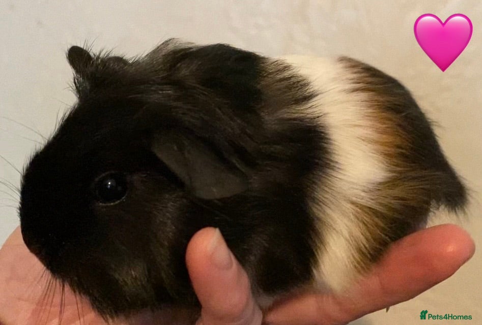 Guinea Pig rodents Gorgeous guinea pigs - Advert 16