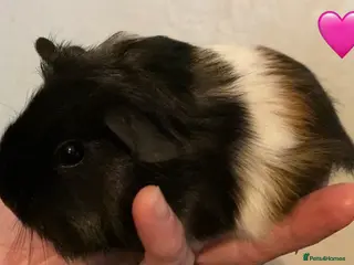 Guinea Pig rodents Gorgeous guinea pigs - Advert 16