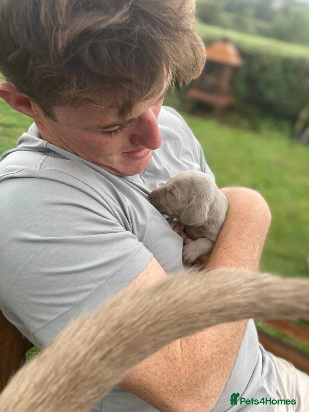 Weimaraner dogs for sale: As on TV: KC Reg Working Weim BLUE and SILVER - Advert 10