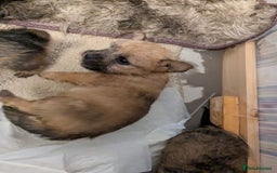 Mixed Breed dogs for sale: Norfolk terrier cross cairn terrier  - Image 19