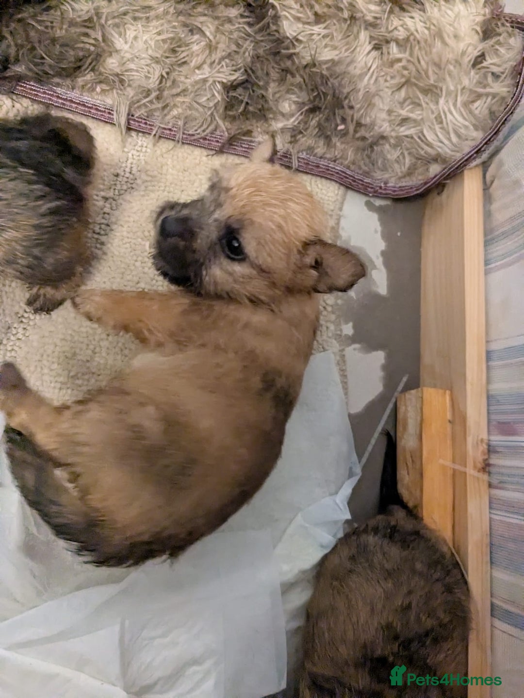 Mixed Breed dogs for sale: Norfolk terrier cross cairn terrier  - Image 19