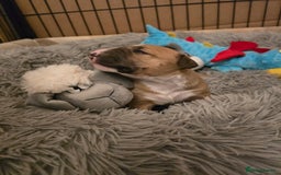 Miniature Bull terrier dogs for sale: Miniature Bull Terrier  - Image 13