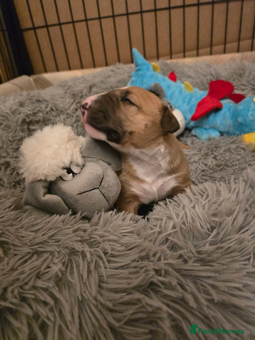 Miniature Bull terrier dogs for sale: Miniature Bull Terrier  - Image 13