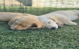 Miniature Dachshund dogs for sale: 🐾KC CREAM Long haired miniature dachshund  - Image 6