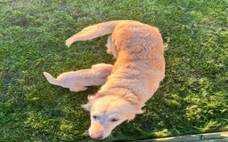 Golden Retriever dogs for sale: QUALITY GOLDEN RETREIVER PUPPIES - Image 8