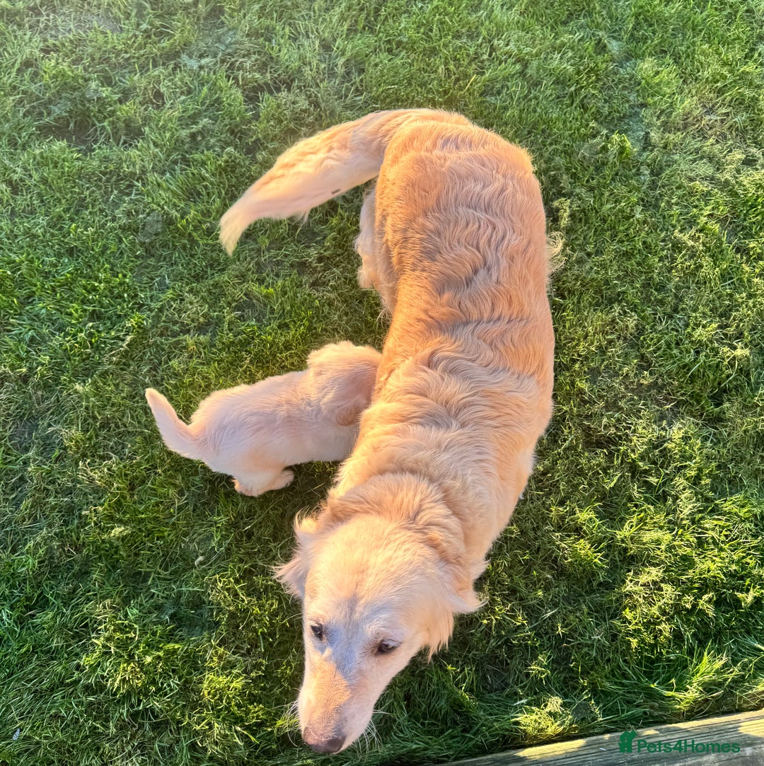 Golden Retriever dogs for sale: QUALITY GOLDEN RETREIVER PUPPIES - Image 8