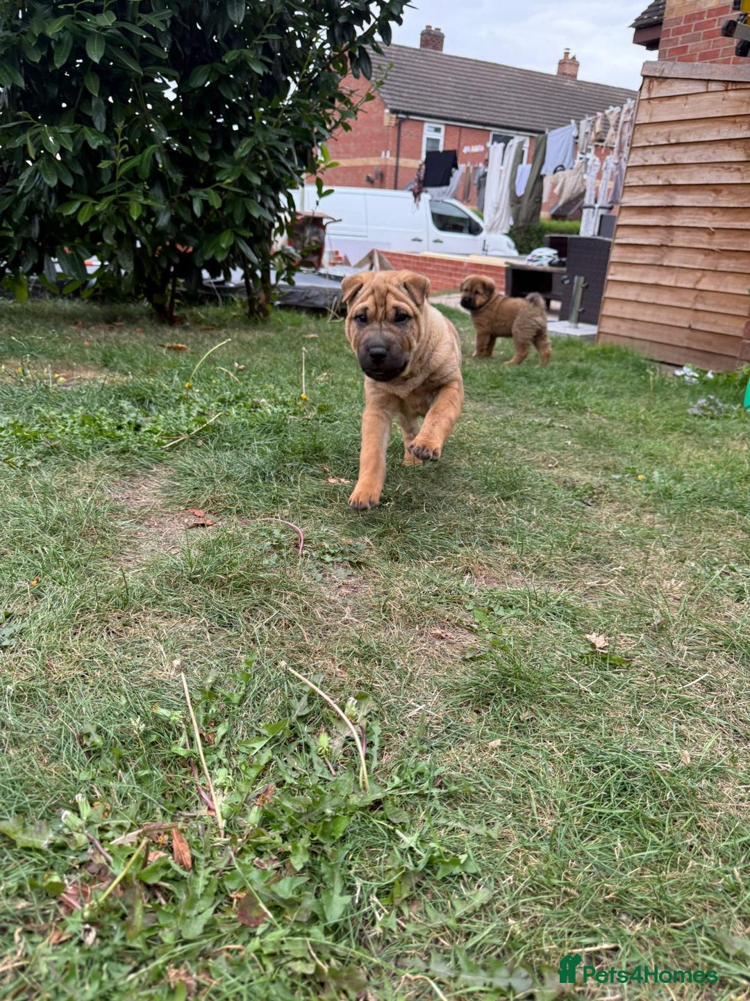 Shar Pei dogs for sale: Shar Pei Puppies (5 boys, 1 girl) *8 weeks* - Image 2