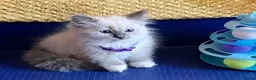 Ragdoll cats for sale: GCCF Сhampion Bloodline Ragdoll 5 GenPedigree 🏆🌟 - Advert 12