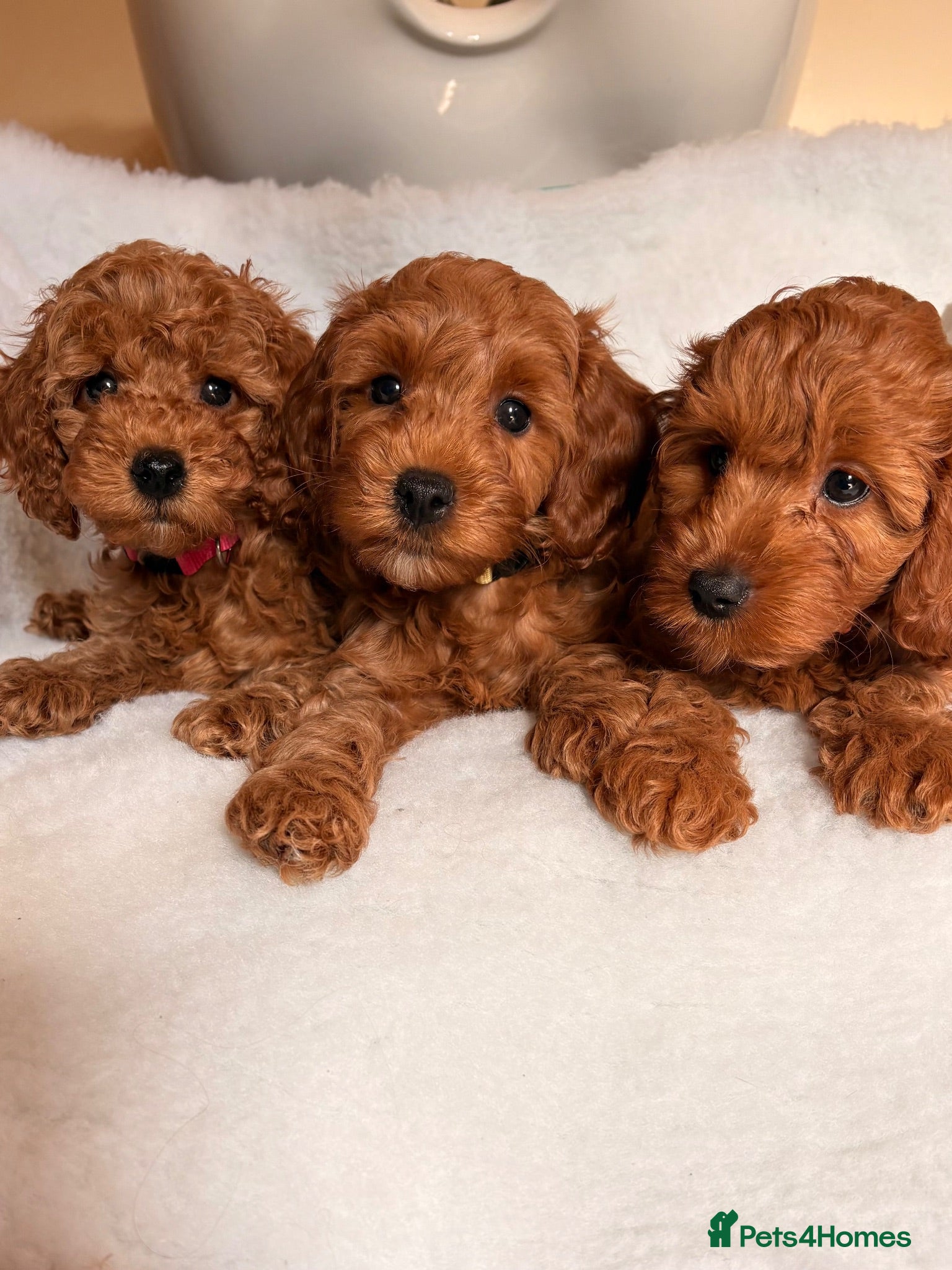 Cavapoo dogs Stunning Red F1b cavapoo puppies - Advert 1
