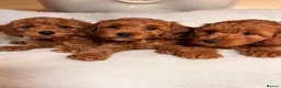 Cavapoo dogs for sale: Stunning Red F1b cavapoo puppies - Advert 1