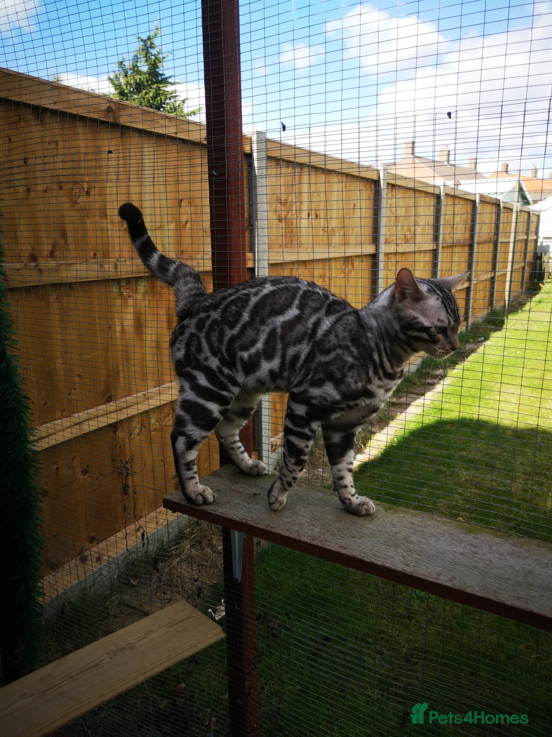 Bengal cats for stud: TICA active registered Silver boy for stud! in Bury Saint Edmunds - Advert 5