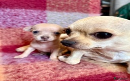 Chihuahua dogs for sale: Beautiful Chihuahua Boys - Image 2