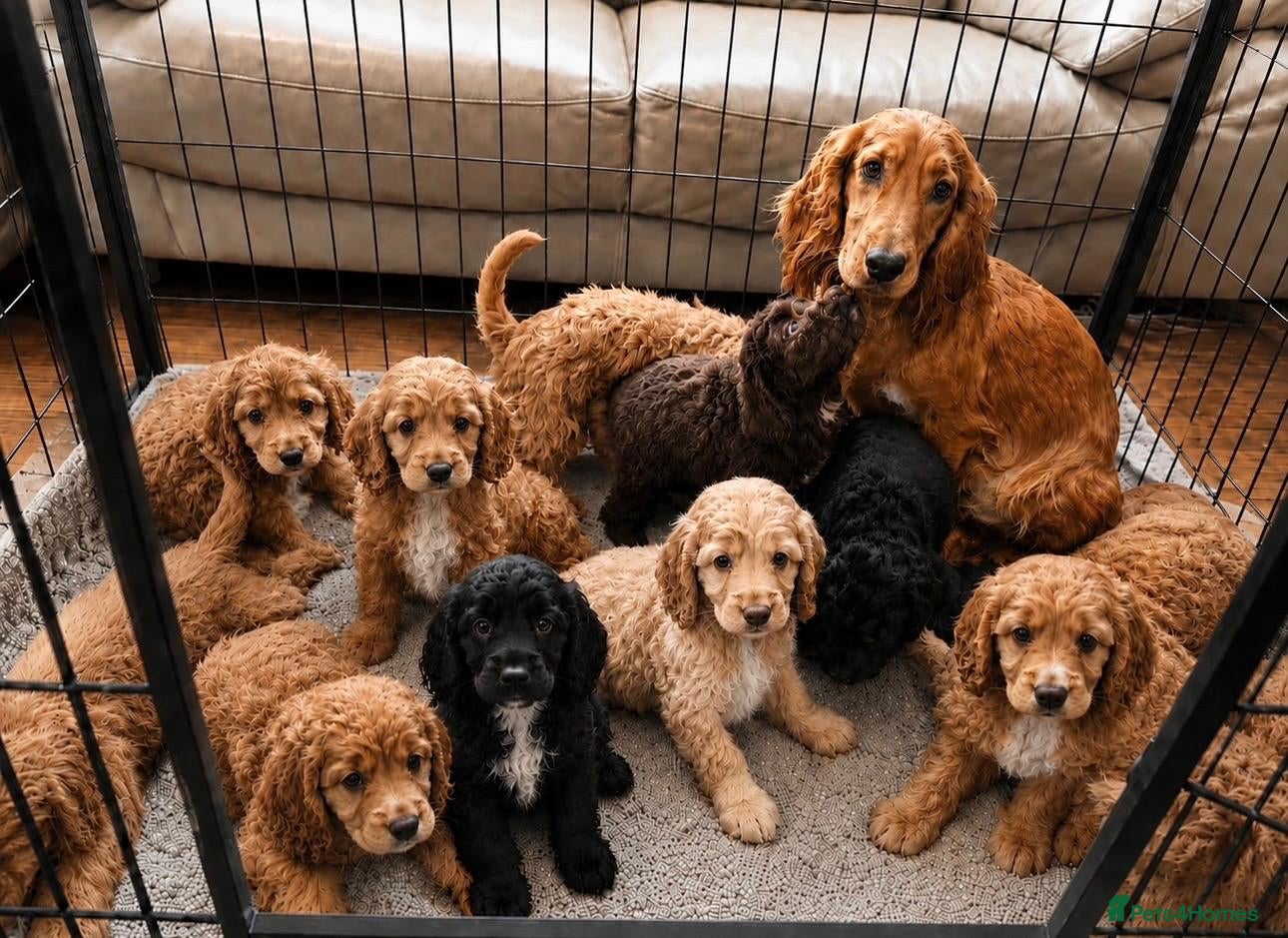 Cockapoo dogs Beautiful F1 Cockapoo Puppies - Ready Now - Advert 17
