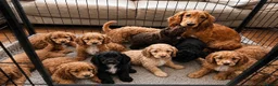 Cockapoo dogs for sale: Beautiful F1 Cockapoo Puppies - Ready Now - Advert 1