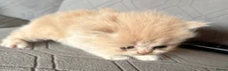 Persian cats for sale: Two gorgeous playful male kittens - Advert 9