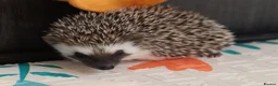 Pygmy Hedgehog rodents for sale: Three beautiful boys for sale - Advert 8
