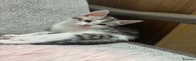 Bengal Kitten 5