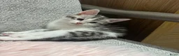 Bengal cats for sale: Bengal X kittens  in Bristol - Advert 23