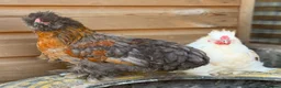 Chickens poultry for sale: Silkie x polish  in Wimborne - Advert 4