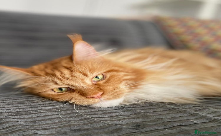 Maine Coon cats - Advert 1